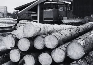 Bois et scierie